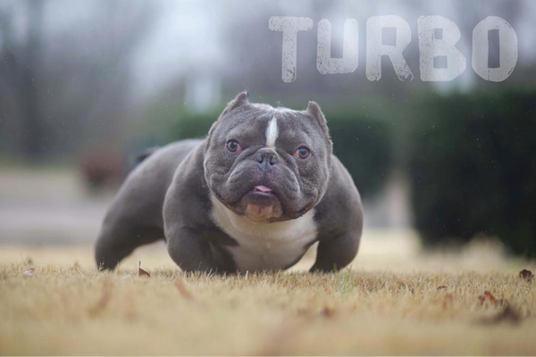 #runthatbackTurbo of Midsouth Bullies