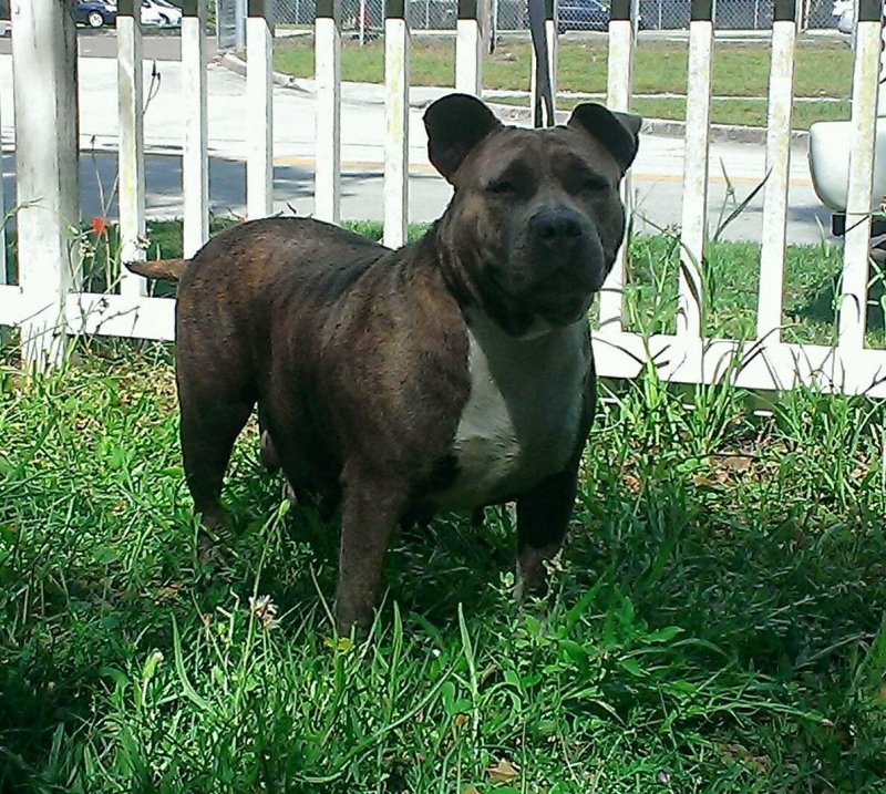 1stcoastbully Sassy of Marshalls bullies