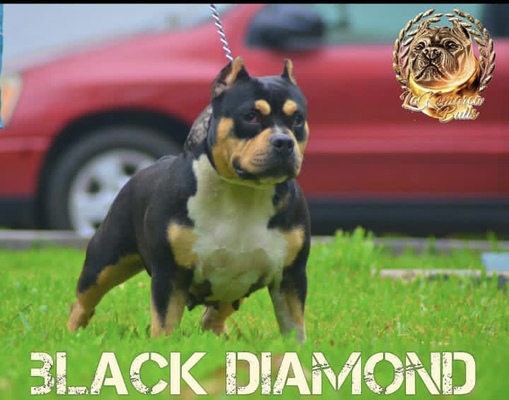 300 Bulls Black Diamond of 300 Bulls