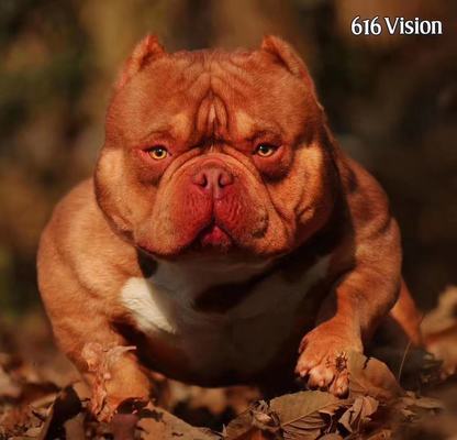 A-HE Kennel's RED STONE of A-HE Kennel