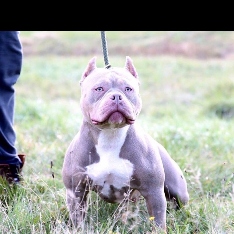 ABB Adele of American Bully Boys