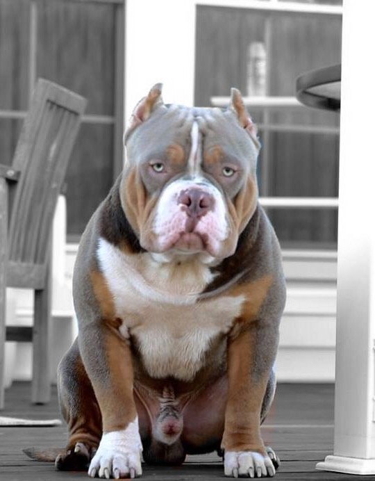 ABB Grand Daddy Purple of American Bully Boys