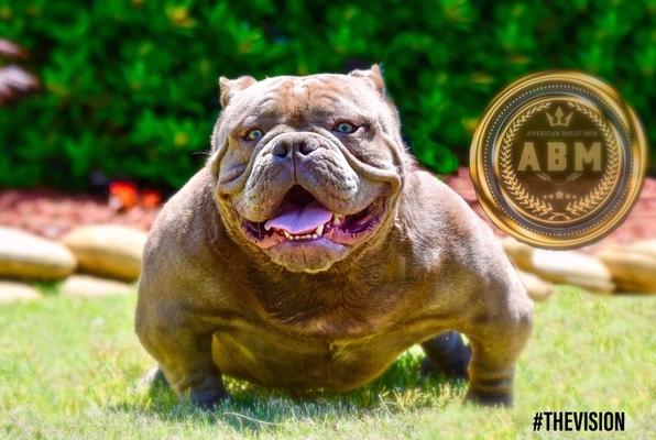 ABM'S MILLION of American Bully Mob