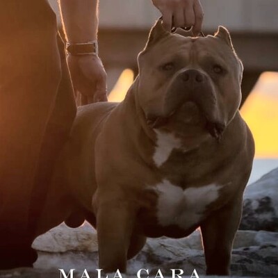 AHB MALA-CARA of Amazon Heavy-Weight Bullies