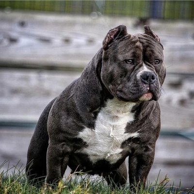 Allstarz bullyz miss zilla of Jamie McGregor