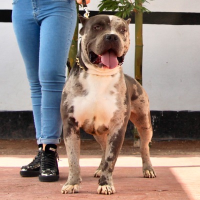 Andrades buda of Andrades Kennel