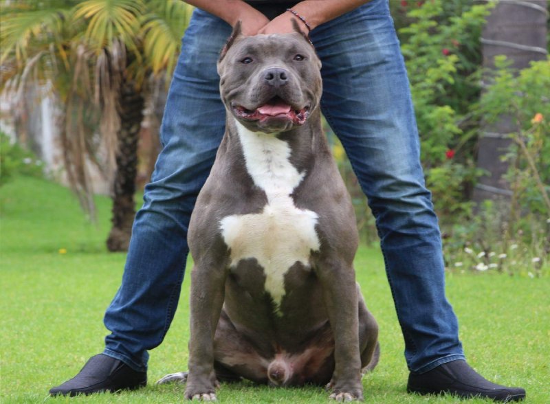 Andrades cain of Andrades kennels