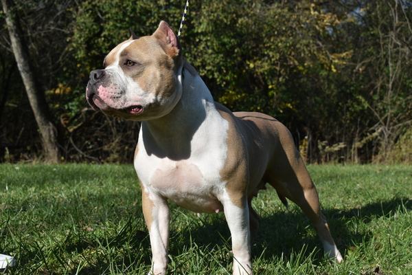 APK Honey of Alpha plug kennels