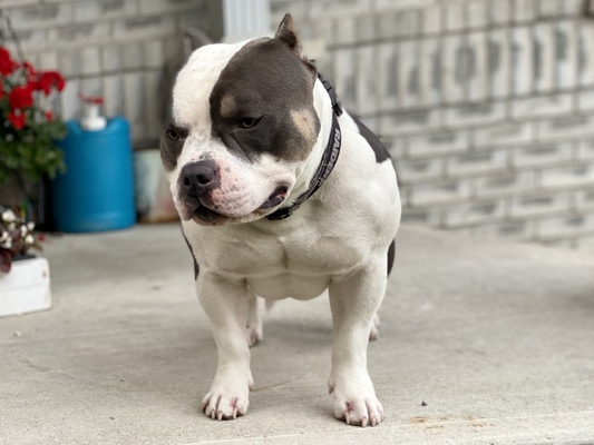 ASYLUM’S EL CHAPO of Asylum Bulldogs