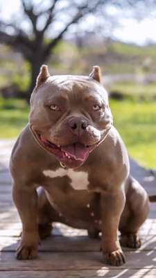 ASYLUM’S PHOENIX of Asylum Bulldogs