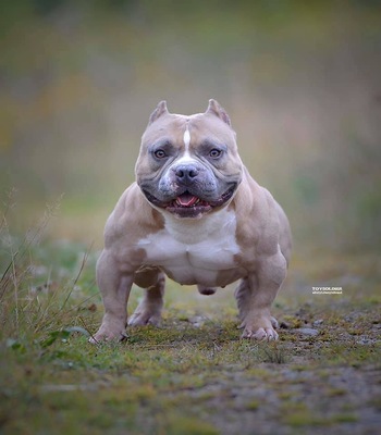 ASYLUM’S UNO of Asylum Bulldogs