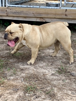 Atb pancha of ALEJO’S Texas Bullies