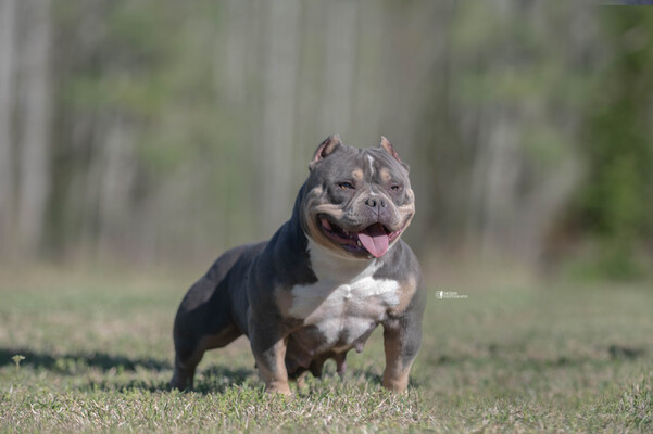 Athena of OPTIMUM BULLIES