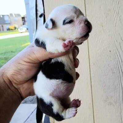 BABY of TEXAS ALL STAR BULLYZ