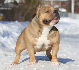 Bain Bully's FRENK for Grand Kennel of Grand Kennel