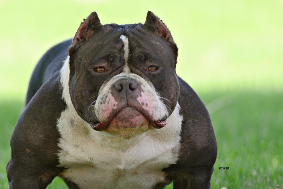 Bain Bullys Quad of Bain Bullys Kennel