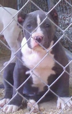 BAMABLUEBULLIES MLB PHOENIX of (not available)