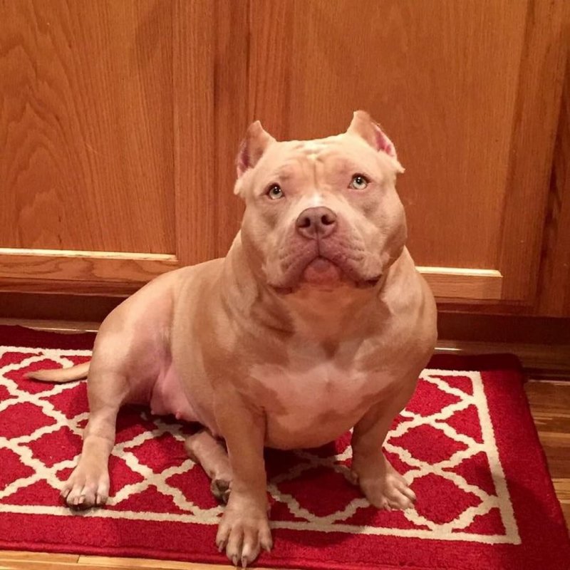 Bare Kennel's Honey of Universal Bullies