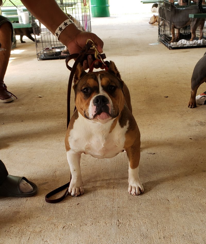 BBC Dutchess aka Baby D of BULLUMINATI BULLY CAMP