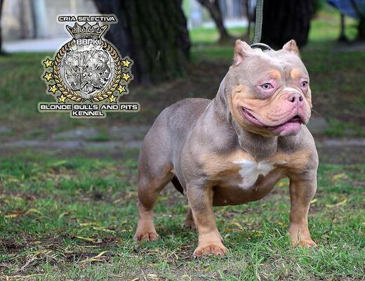 BBPK ANTHRAX of BLONDE BULLS AND PITS KENNEL