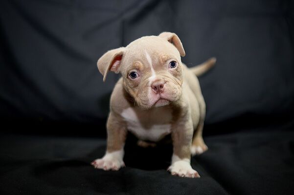 BBPK TARJA of BLONDE BULLS AND PITS KENNEL