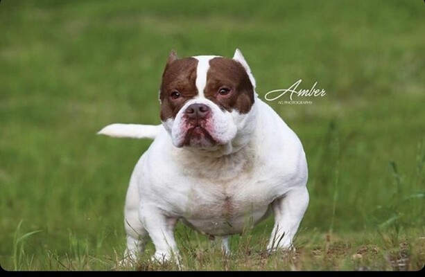 BHK Amber Rose of Bully House kennel