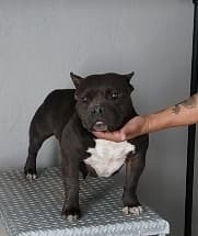 BHK PANTERA of EDUARDO MARROQUIN- BULLY HOLICS KENNEL