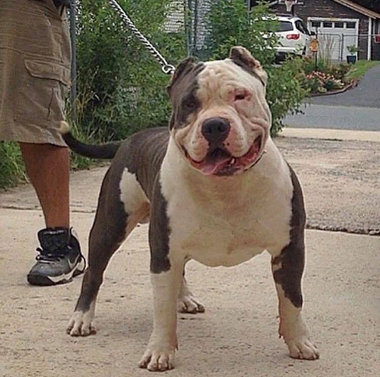 BigFam Bullys 2Tone of Big Fam Bullies