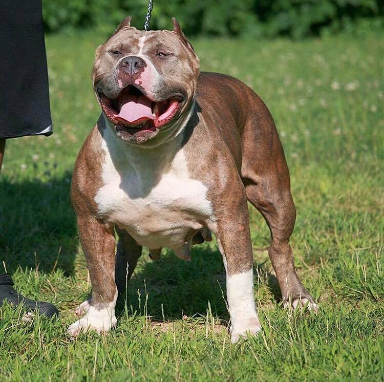 BigFam Bully's Kora of Big Fam Bullies