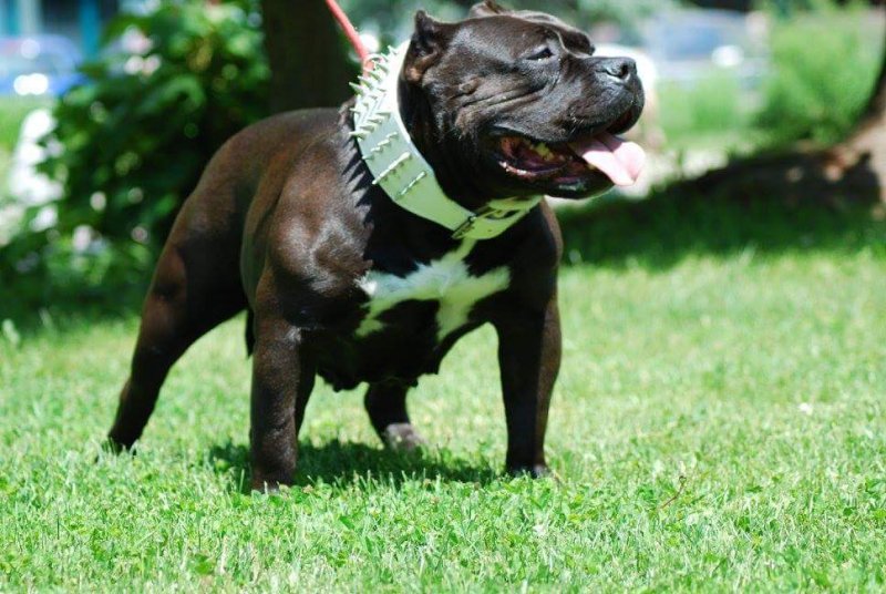 Bloodline's Kennel Miss Grinch DCK of (not available)