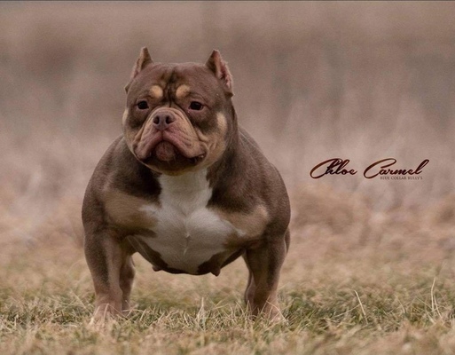 BLUE COLLAR BULLYS CHLOE CARMEL of (not available)