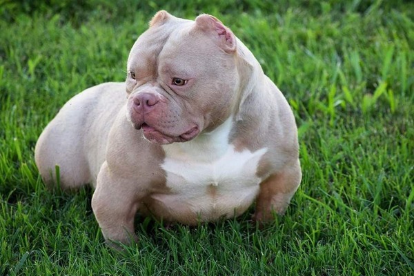 BLUE DIAMOND BULLIES ROSE GOLD of (not available)