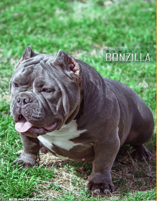 Bonzillaa of Jmr