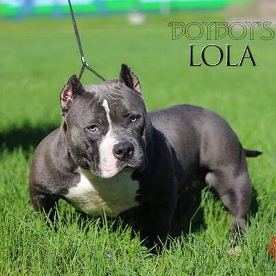 BOYBOY'S LOLA BULLY of boyboy bullies