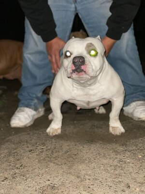 BRB'S MASS KENNELS NINA of Camuy Bully Camp