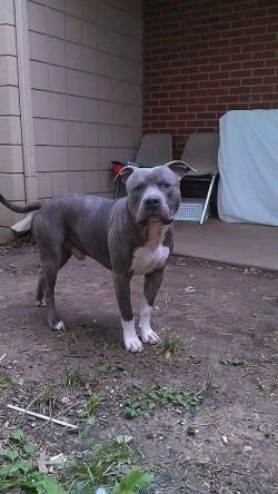 Breeshay's Ace of Blue Bullies of (not available)