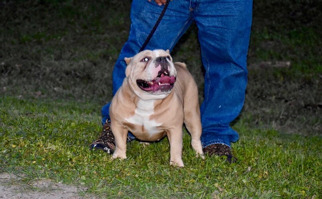 BRICK BULLIE MASIE of Fernando Garcia Bullies