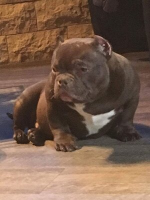 Brownie Rongxin American Bully Kennel of (not available)