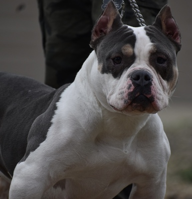 BSK Baddie of APK of Alpha Plug Kennel