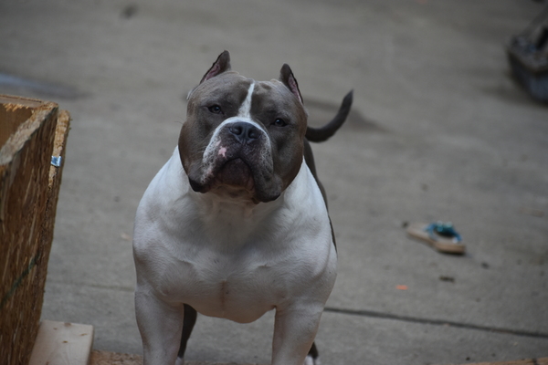 Bsk Deebo of APK of Alpha Plug Kennel