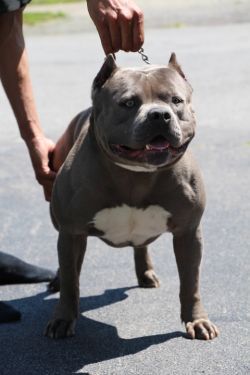 BSK'S PANTHER of Bully South Kennels