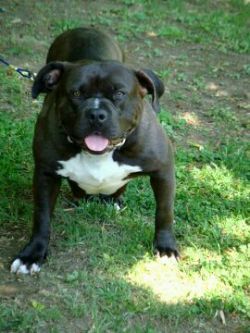 BSK'S PRECIOUS BOSS LADY of Bully South Kennels