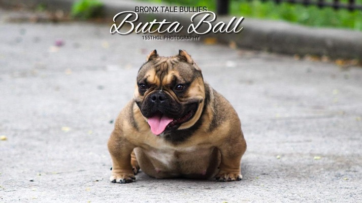 BTB’S BUTTABALL of Bronx Tale Bullies