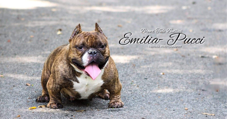 BTB’S Emilia Pucci of Bronx Tale Bullies