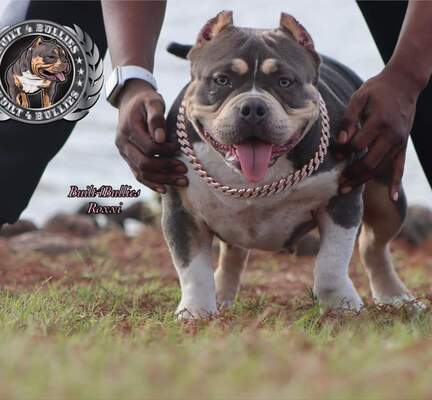 Built4Bullies Roxxi of Built4Bullies