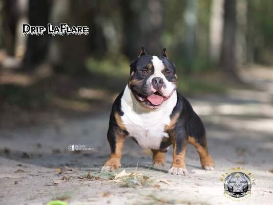 Bulluminati's CH DRIP LAFLARE of Bulluminati Bully Camp