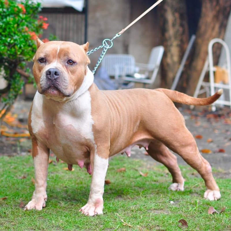 Bullvarine of Golden bully kennel