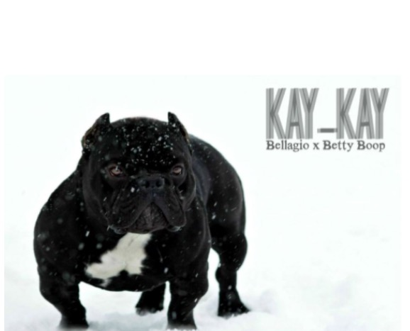 BULLY UNITS' EOG KAY KAY of (not available)