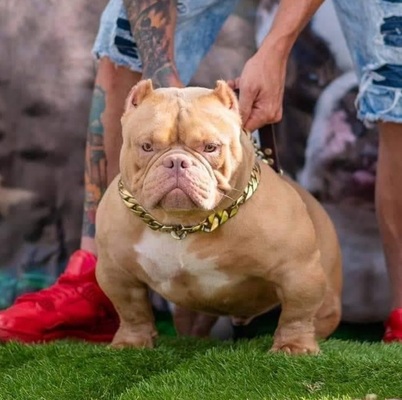 BULLYCAMP CALB RUBIO BBPK of BLONDE BULLS AND PITS KENNEL