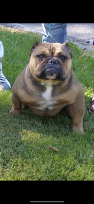 CAB MS TINY of CashAve Bullies